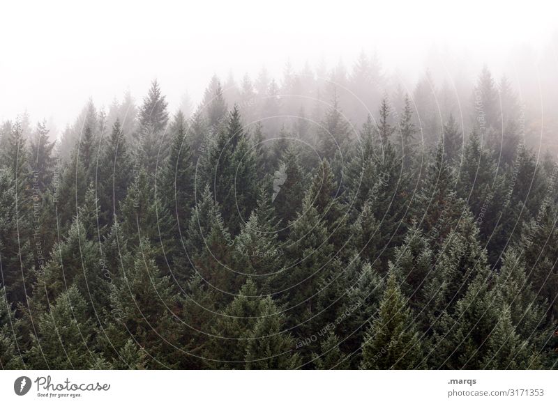 cold and damp Environment Nature Elements Sky Autumn Winter Fog Coniferous forest Black Forest Dark Cold Wet Moody Background picture Weather Colour photo