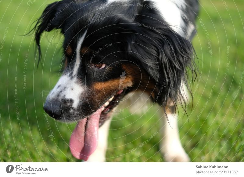 the view Garden Meadow Pet Dog Animal face 1 Observe Curiosity Bernese Mountain Dog Colour photo Exterior shot Copy Space left Copy Space right Day