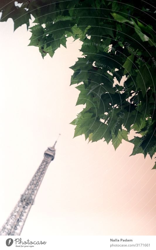 Under the tree in Paris Tree Leaf France Europe Capital city Tower Tourist Attraction Landmark Eiffel Tower Kissing Gray Green Esthetic face Colour photo