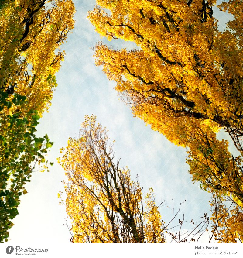 season Nature Sky Clouds Tree Tall Beautiful Blue Yellow White Colour photo Exterior shot Deserted
