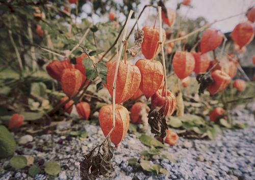 We are the Lampions, my friends Environment Nature Plant Earth Autumn Beautiful weather Bushes Chinese lantern flower Hang Growth Together Under Many Red