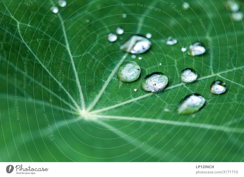 drops Environment Plant Animal Water Drops of water Foliage plant Garden Park Road traffic Lanes & trails Network Fluid Wet Green Esthetic Movement Chaos