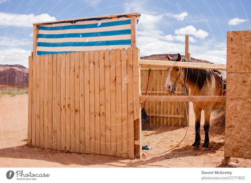 Horse Outside in Partial Barn in Desert Environment Nature Animal Sky Clouds Summer 1 Vacation & Travel Hiking Wood Brown Blue Sand fur Adventure Colour photo