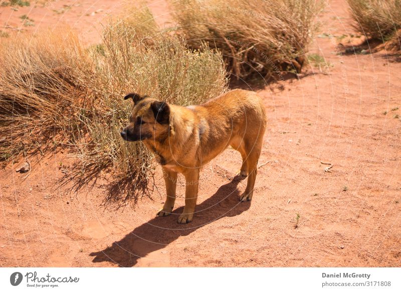 Wild Dog Roaming the Desert Summer Animal Pet Animal face 1 To enjoy Green Orange Sand Exterior shot Deserted Day Shadow Shallow depth of field