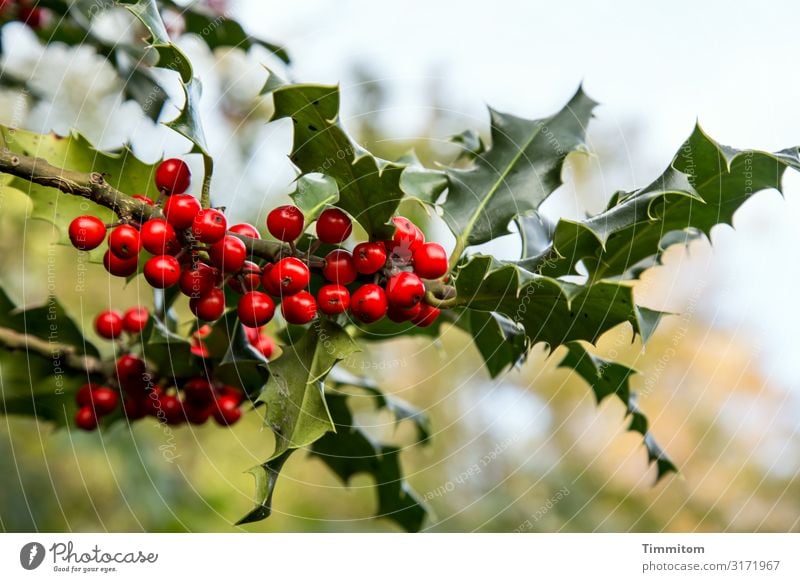 berries Berries Red leaves Green Thorny background Nature wax Ilex Shallow depth of field Plant Deserted Exterior shot Colour photo Close-up Autumn Bright