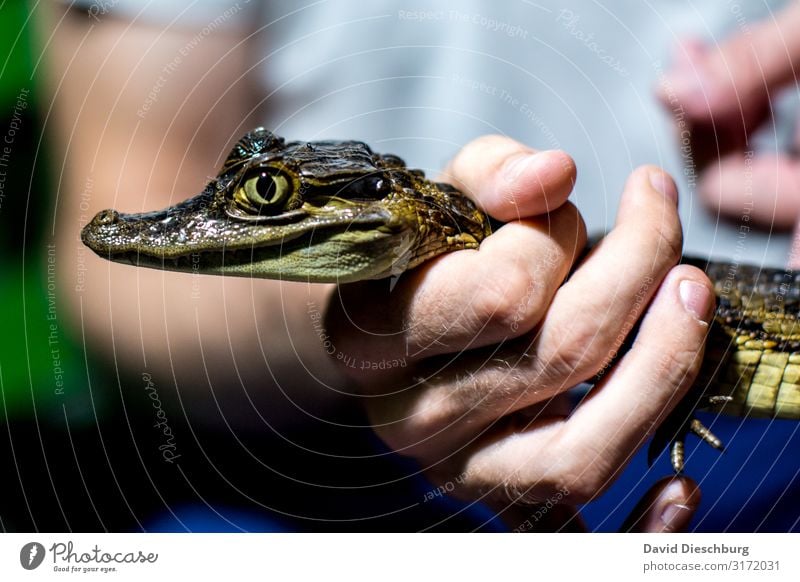 Hold on tight! Vacation & Travel Adventure Expedition Hand Wild animal 1 Animal Fear Fear of death Crocodile Captured Dangerous Brazil Amazonas Hunter