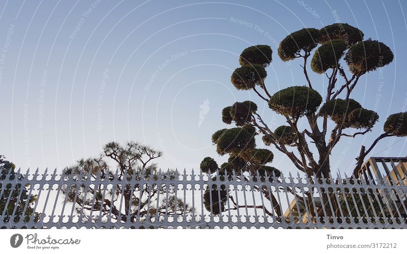 trees and fences Cloudless sky Beautiful weather Tree Point Fence Nostalgia growth habit Cypress Form cut Structures and shapes Fenced in subdued Garden