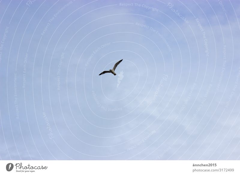 High in the sky Sky Nature Clouds Bird Seagull Freedom Flying Ocean Relaxation Exterior shot Wing Blue White Observe