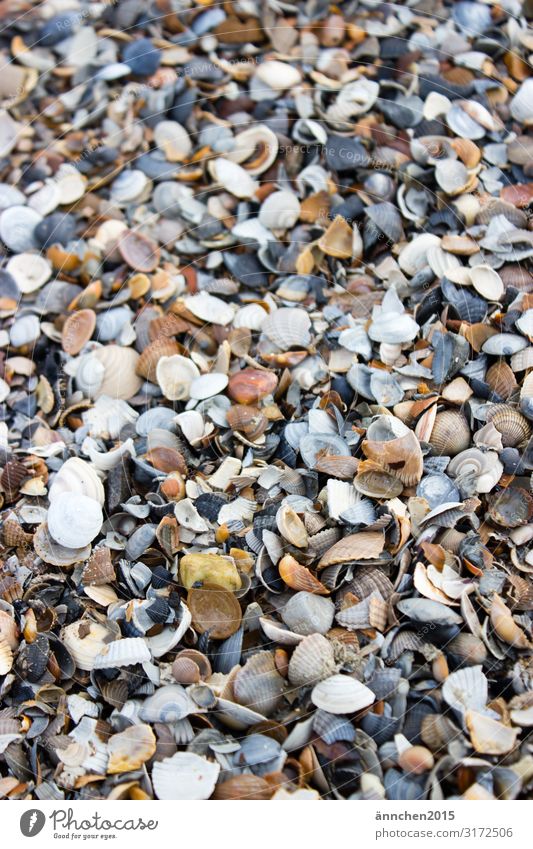 mussel mountain Netherlands Ocean Nature Beach Mussel Search Find Accumulate Exterior shot Decoration