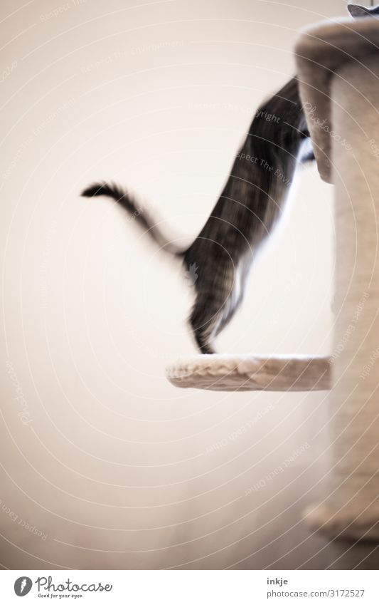 counteroffensive Pet Tails 2 Animal Baby animal Fight Playing Authentic Emotions Movement Stretching Upward Jump Playful Colour photo Subdued colour