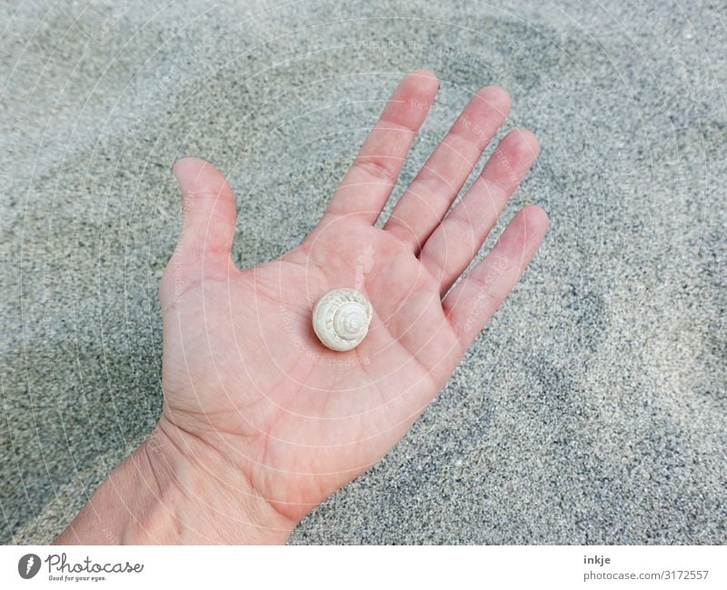 snail shell Hand Palm of the hand Sand Snail Snail shell To hold on Authentic Bright Small Beige Dry Empty Colour photo Subdued colour Exterior shot Close-up
