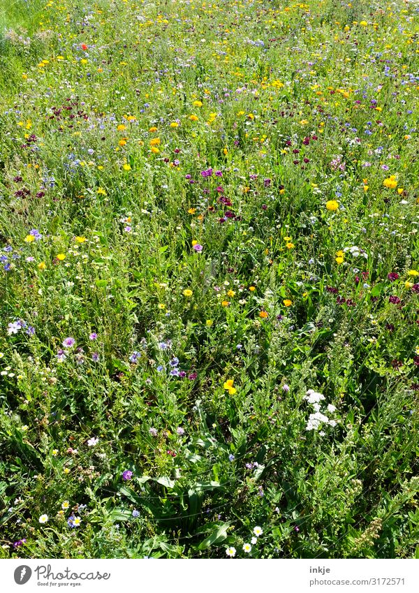 wild flowers Nature Spring Summer Beautiful weather Flower Grass Wild plant Meadow flower Flower meadow Blossoming Authentic Natural Growth bee-friendly Full