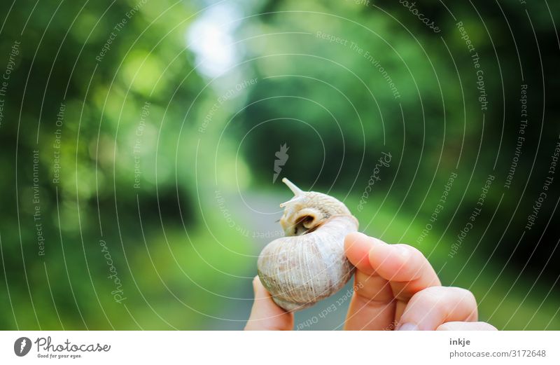escargot Leisure and hobbies Hand Fingers Nature Summer Autumn Leaf Park Forest Wild animal Snail 1 Animal To hold on Green Blur Vineyard snail Indicate Uphold