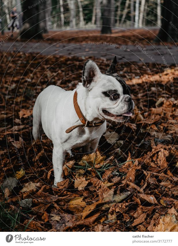 Iggy II Environment Nature Autumn Tree Leaf Forest Animal Pet Dog 1 Smiling Stand Esthetic Cute Brown Joy Happiness French Bulldog Breathe Leather strip