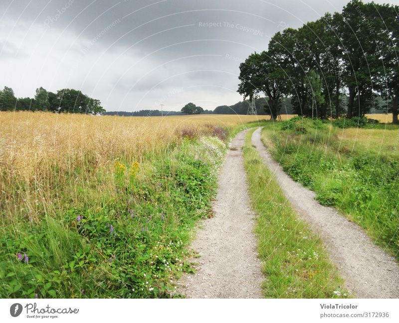summer field path with curve in Schleswig-Holstein, group of trees right in background, cloudy sky Relaxation Vacation & Travel Tourism Trip Summer Hiking