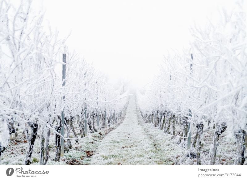 Winter Landscape Vineyard Nature Weather Bad weather Fog Ice Frost Hail Snow Snowfall Cold White Climate "Snow covered vineyards freezing rain Day icily