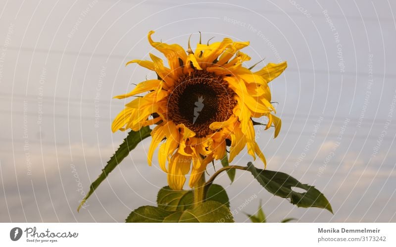 sunflower Nature Landscape Plant Sky Autumn Flower Field Village Beautiful Yellow Happy Power Determination Together Sunflower Photography Home country flowers