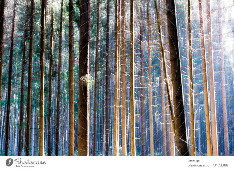 forest Environment Beautiful weather Coniferous trees Tree trunk Forest Esthetic Bright Many Moody Climate Nature Pure Colour photo Exterior shot Close-up