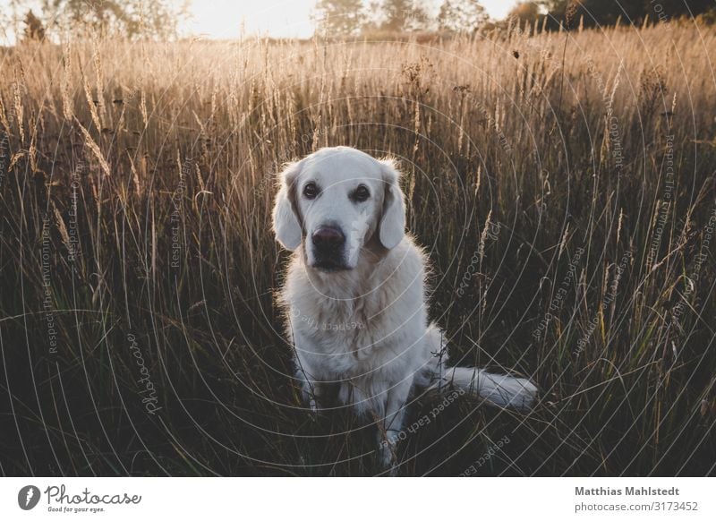 Golden Retriever in the field Environment Nature Landscape Sun Autumn Field Animal Pet Dog 1 Looking Sit Natural Cute Brown Loyal Love of animals Friendship