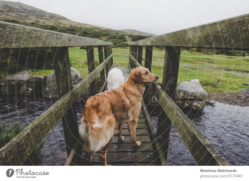 two dogs on a bridge in Dartmoor Vacation & Travel Tourism Adventure Mountain Hiking Environment Nature Landscape Summer Weather Bad weather Rain Bog Marsh