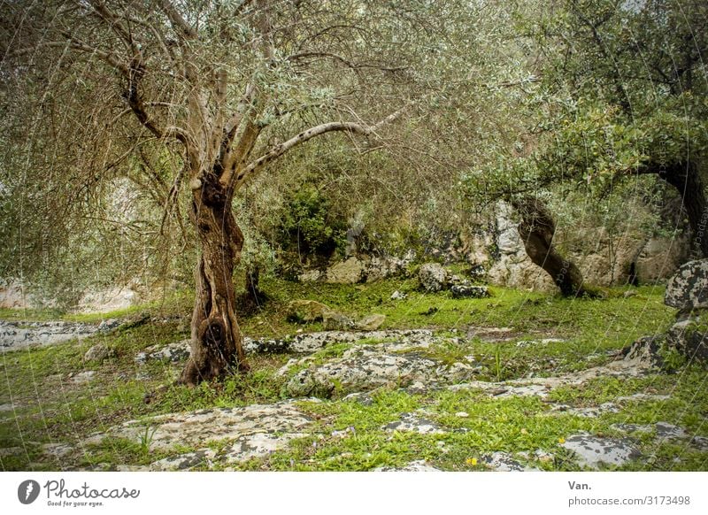 I think I'm standing in the woods. Nature Landscape Summer Plant Tree Grass Bushes Moss Olive tree Forest Rock Beautiful Gray Green Idyll Mystic Old Past