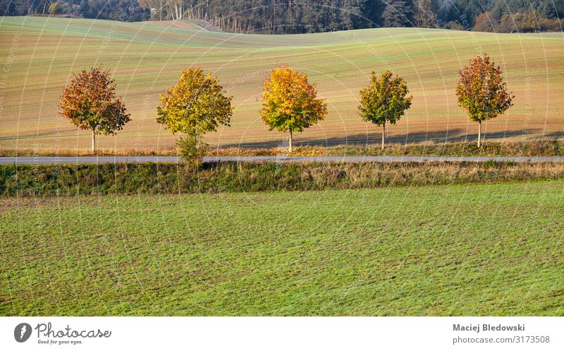 Row of five trees along a country road in Autumn Nature Landscape Tree Grass Meadow Experience Vacation & Travel Freedom Uniqueness field scenery fall Rural