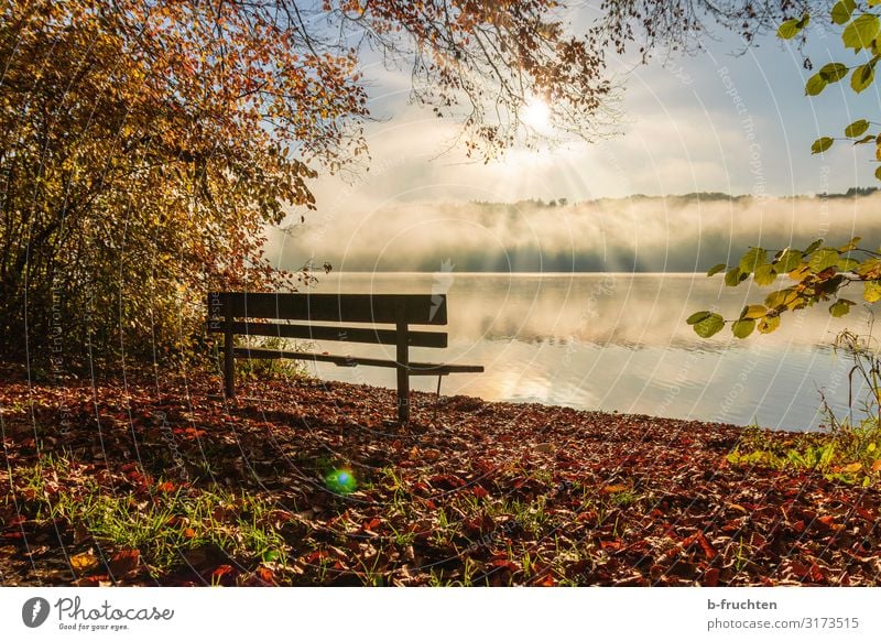 Park bench on the lakeshore Well-being Relaxation Calm Vacation & Travel Hiking Environment Nature Sunlight Autumn Beautiful weather Fog Lakeside To enjoy Dream