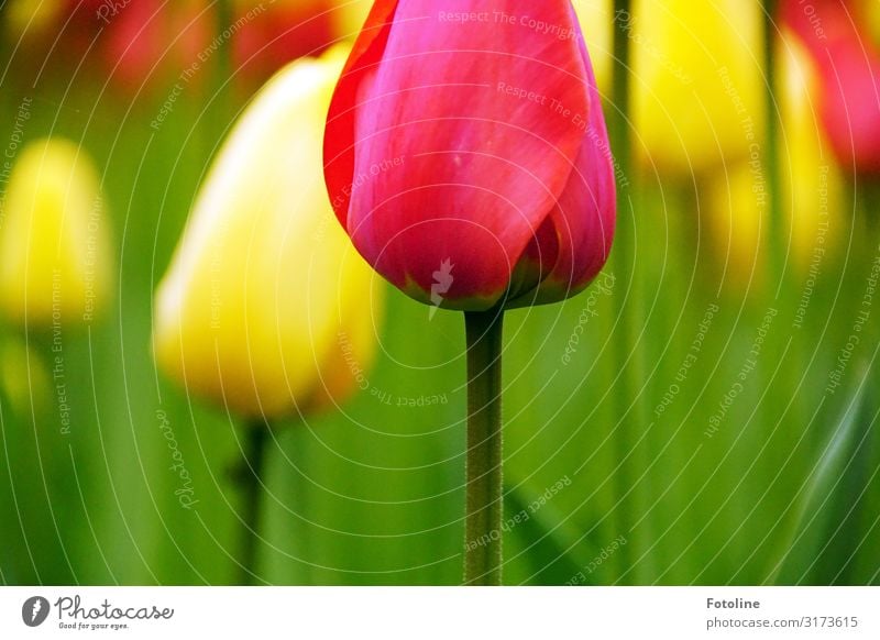 tulip flower Environment Nature Plant Spring Beautiful weather Flower Blossom Foliage plant Garden Park Esthetic Fragrance Natural Warmth Multicoloured Yellow
