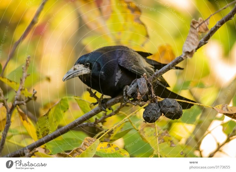 Rook searches for walnuts on a tree Nature Animal Bird 1 To feed Smart Dead Bird raven crow feather feathered forage foraging predator raven bird rook songbird