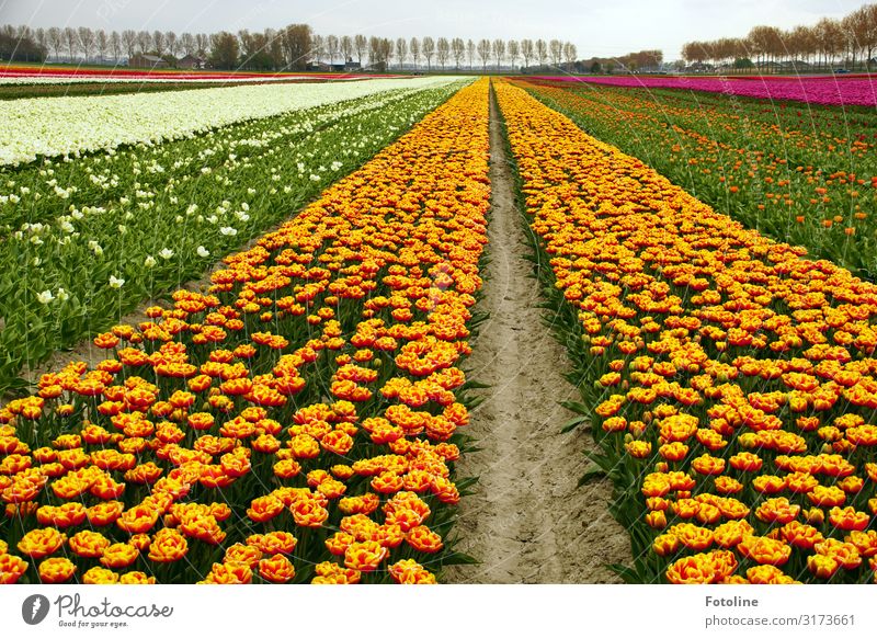 Tulips over tulips Environment Nature Landscape Plant Elements Earth Sand Sky Cloudless sky Spring Tree Flower Agricultural crop Park Field Fragrance Near