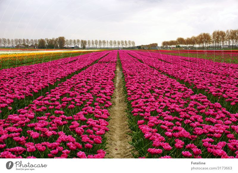 Again in pink Environment Nature Landscape Plant Elements Earth Sand Sky Clouds Spring Tree Flower Tulip Blossom Agricultural crop Park Field Fragrance Bright