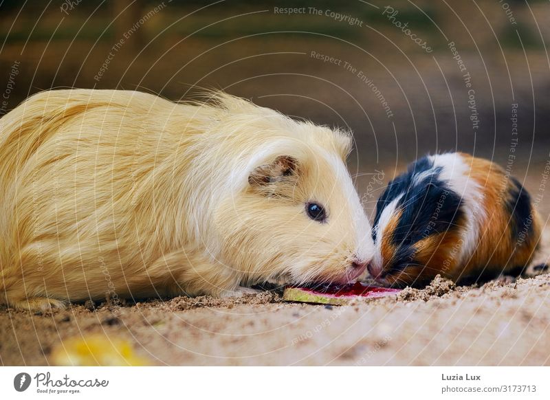 Two kinds of guinea pigs Animal Pet Guinea pig Beautiful Cute 2 Baby animal Colour photo Interior shot Copy Space top Copy Space bottom Day Animal portrait