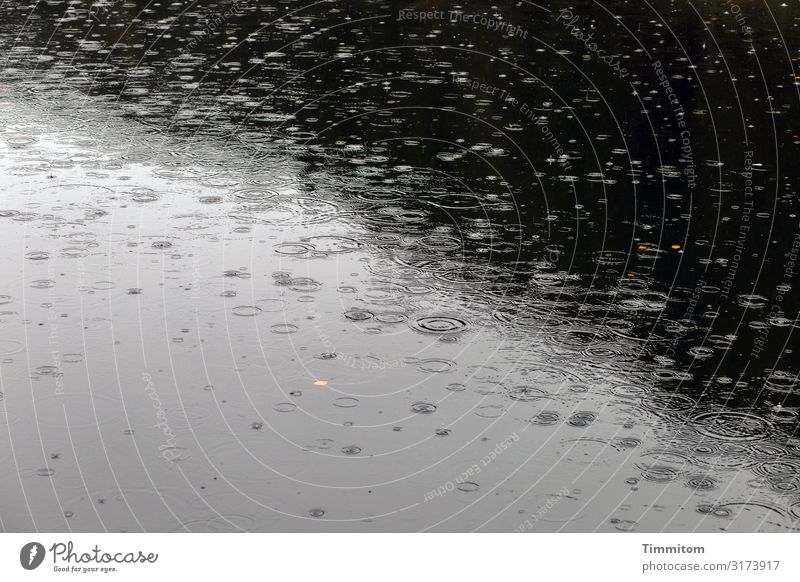 Water meets water Drops of water Rain Surface of water circles Bubble Leaves lines Bright conceit Reflection Deserted Black silent