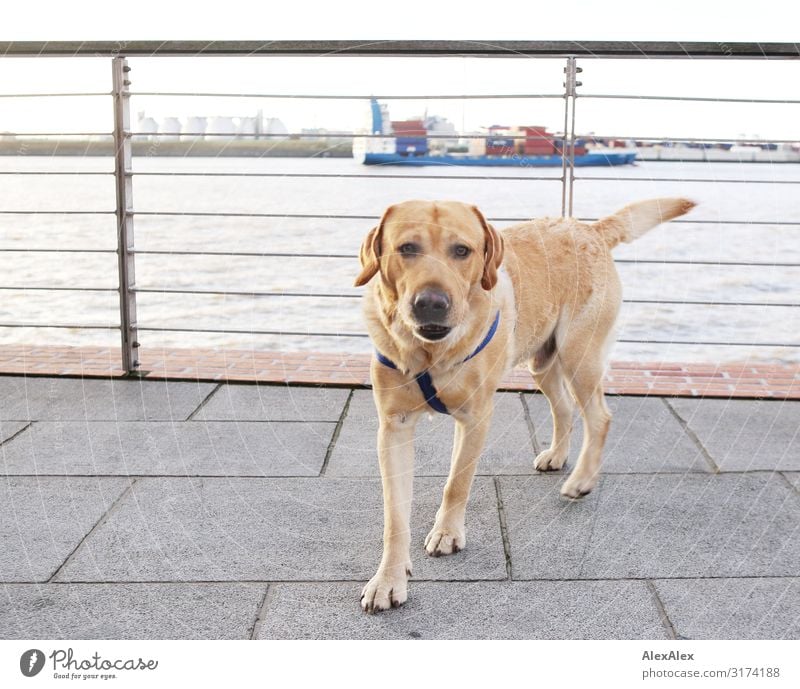 UT HH 19 Blond Labrador in front of a railing at the harbor. Joy Life Handrail Harbour Watercraft River bank Landscape Beautiful weather Navigation Dog Blonde