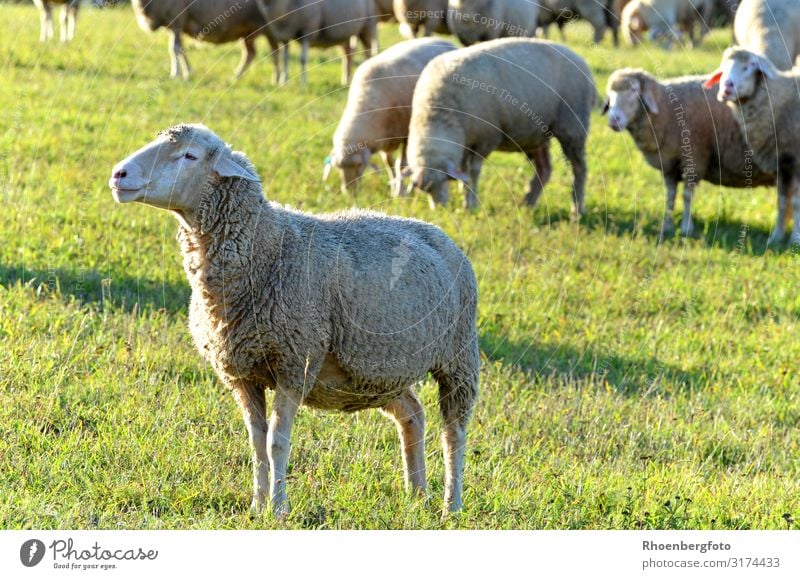 Flock of sheep in the Rhön Hiking Nature Landscape Plant Animal Autumn Weather Grass Park Meadow Mountain Pet Farm animal Pelt 4 Group of animals Herd