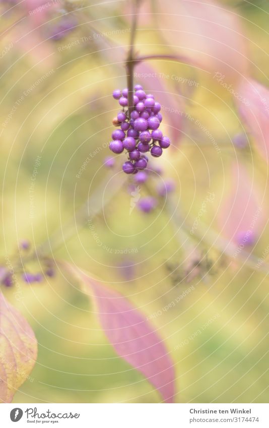 purple berries on love pearl bush (Callicarpa) Nature Plant Autumn bushes flaked fruit of the palate Berry seed head Esthetic Exceptional Fantastic Happiness