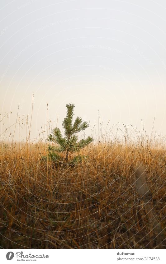 Children Christmas Tree Nature Landscape Plant Earth Autumn Climate Fog Wild plant Meadow Forest Hill Dark Fresh Cold Brown Unwavering Horizon Moody Dream