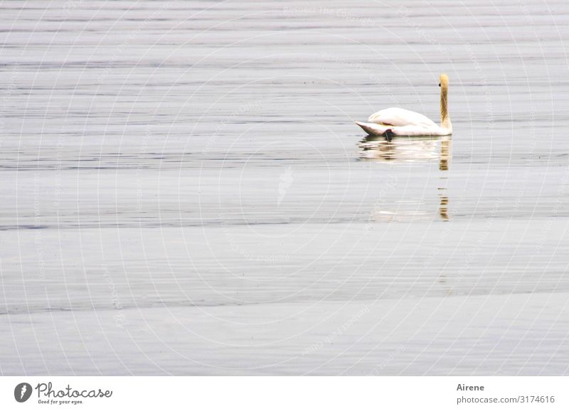 Lake with swan | AST7 Lake Constance Elements Water Waves Swan 1 Animal Swimming & Bathing Free Thin White Romance Beautiful Watchfulness Serene Calm Pride