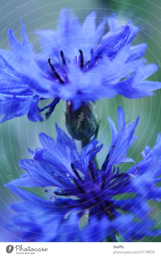 cornflowers cyans wild flowers Centaurea cyanus wild plants deep blue blue flowers blue blossoms Field flowers tubular flowers composite July heyday Splendid
