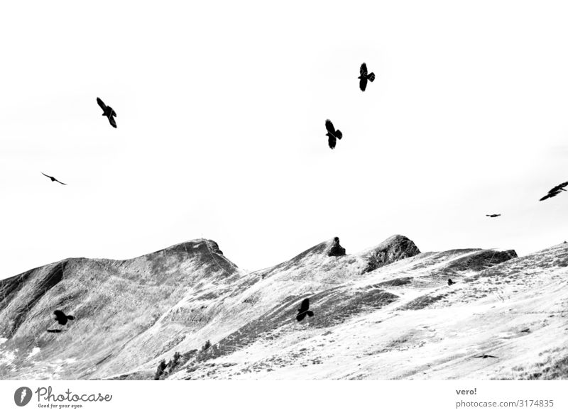 Several birds over mountain top in black and white Freedom Hiking Landscape Sky Rock Alps Bird Flock Movement Flying To enjoy Authentic Simple Elegant Together