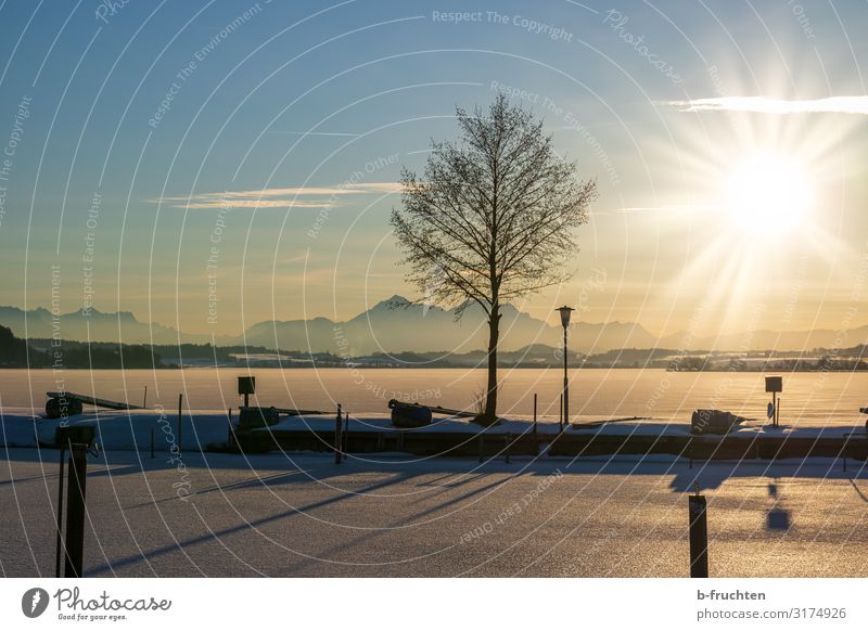frozen lake at sunset Christmas & Advent Nature Landscape Sunlight Winter Beautiful weather Ice Frost Snow Tree Lakeside Observe To enjoy Wallersee