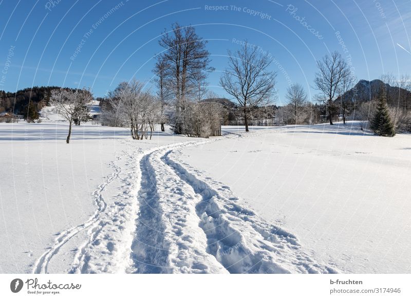 Paths in the snow Contentment Relaxation Leisure and hobbies Vacation & Travel Tourism Winter Snow Hiking Winter sports Jogging Nature Beautiful weather