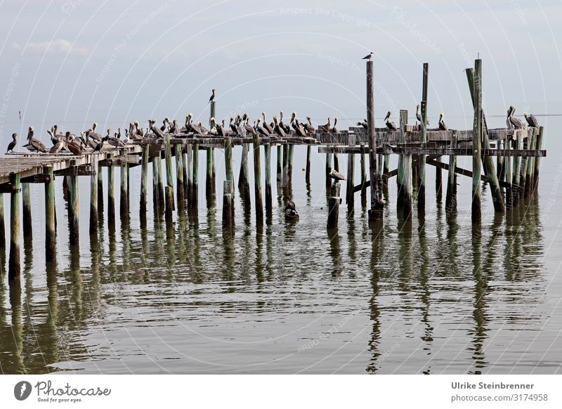 Large crowd of pelicans gathers on wooden pier Vacation & Travel Tourism Trip Adventure Far-off places Sightseeing City trip Nature Landscape Animal Water