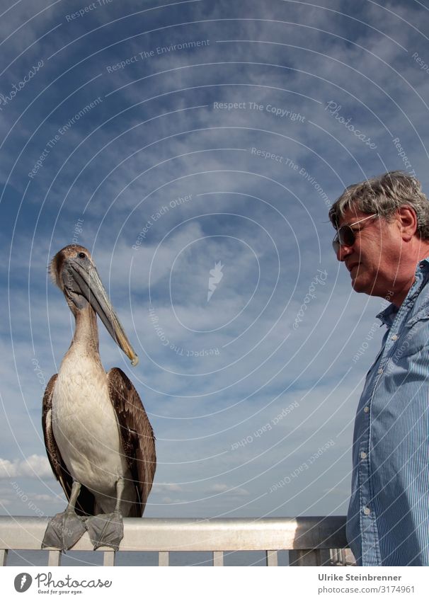 Older man talking with pelican on pier Vacation & Travel Tourism Trip Sightseeing City trip Human being Masculine Man Adults Male senior Senior citizen Life 1