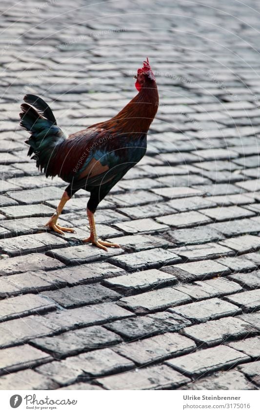 Hahn runs over cobblestones in Key West/Florida Rooster Animal Free-living safeguarded Bird fluttering imprisonment Old Key West Gypsy chickens Poultry