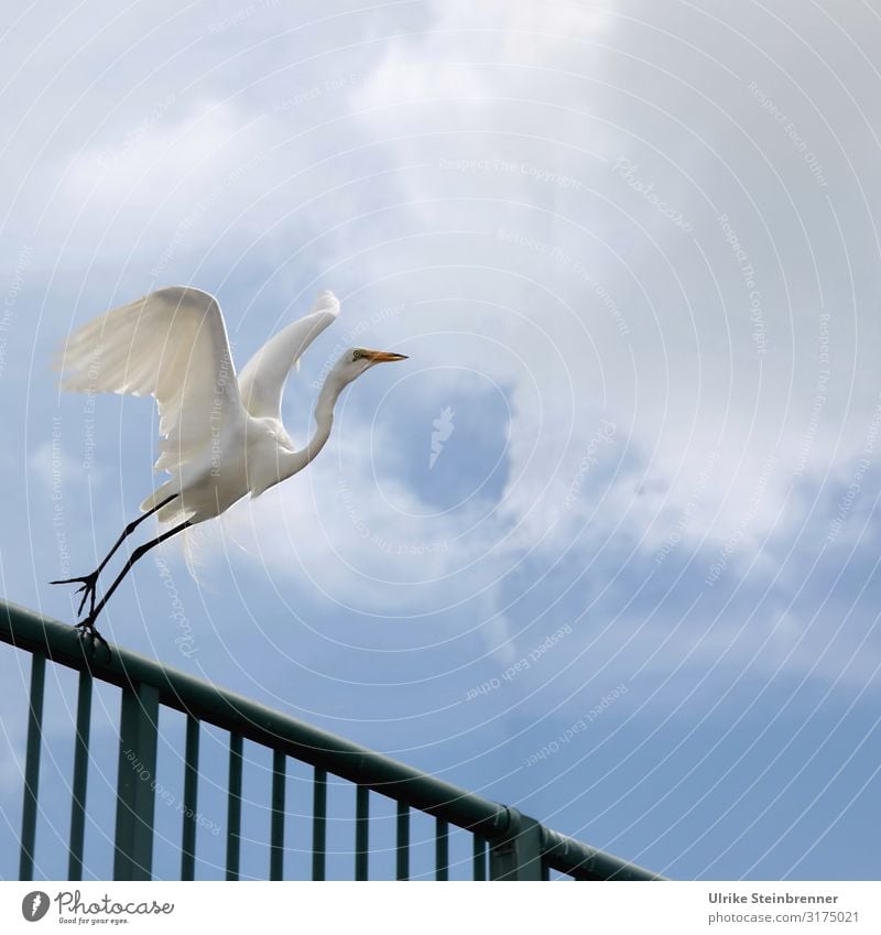 700 | White heron takes off from pier Vacation & Travel Tourism Trip Summer Summer vacation Bridge Terrace rail Animal Farm animal Bird Grand piano Heron