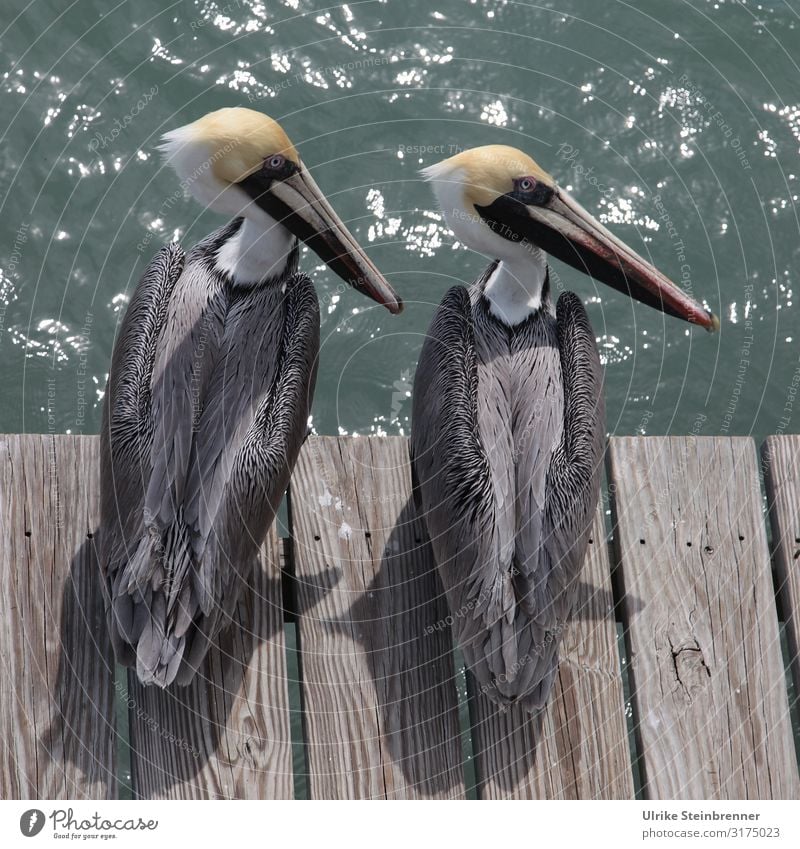 Two pelicans sitting on wooden pier Pelican Couple two Bird Wood pier wooden walkway Pelecanus Water waterfowls Ocean Coast Looking Observe observantly