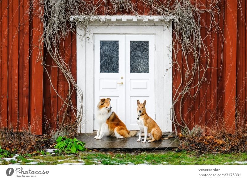 Two crooks Pet Dog Collie 2 Animal Looking Sit Friendliness Together Happy Curiosity Happiness Contentment Safety Protection Friendship Love of animals