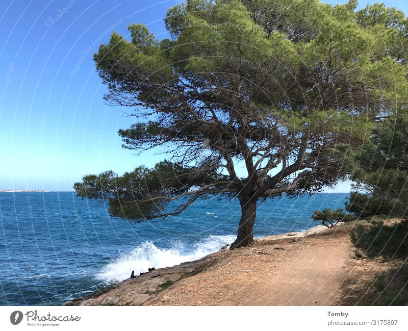 Ibiza in spring Environment Nature Landscape Plant Animal Sand Water Spring Summer Weather Beautiful weather Swimming & Bathing Discover Relaxation To enjoy