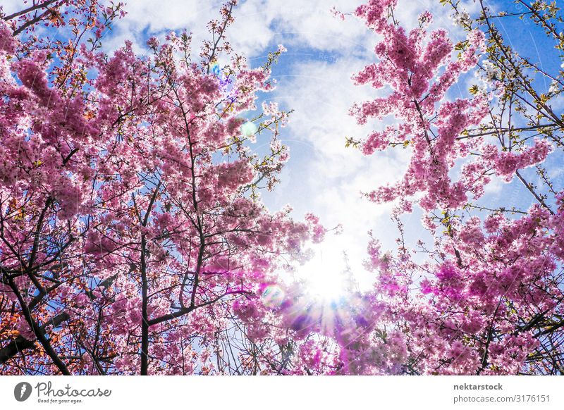 Pink Cherry Tree Blossoms and Sunny Cloudscape Beautiful Plant Sky Flower Blossoming Growth Fresh Hope Colour cloudscape Lens flare low angle view Bud spring